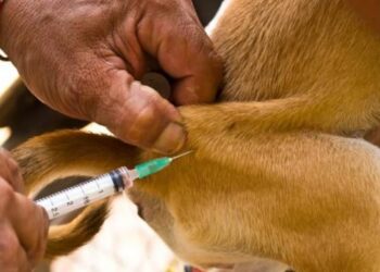 Penanganan Rabies di Samarinda Difokuskan pada Hewan Pembawa Virus