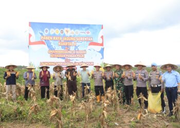 Lahan Eks Tambang Disulap Jadi Ladang Jagung, Polres Kutim dan PT KPC Panen Raya Kuartal II 2026
