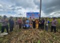 Panen Jagung di Rantau Pulung, Polsek dan Warga Kompak Dukung Swasembada Pangan Nasional