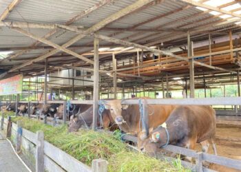 Harga Sapi Kurban di Samarinda Naik, DKPP Pastikan Stok Tetap Aman