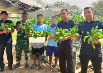 Hasil Kemandirian Warga Binaan, Rutan Tanjung Pura Panen Sayur Pokcoy dari Lahan Ketapang