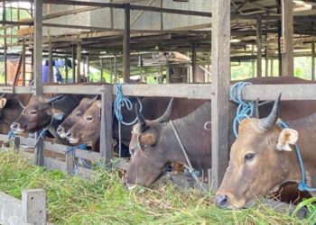 Kemarau Berkepanjangan, Peternak Kaltim Diminta Siapkan Cadangan Pakan