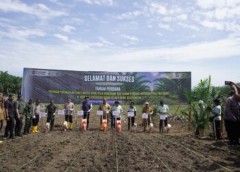 PTPN IV PalmCo Dorong Peremajaan Sawit Rakyat Disertai Tanam Padi Gogo di Asahan