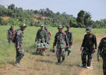 Dukung Ketahanan Pangan, Kompi Produksi Kodim 0910/Malinau Panen 3,5 Ton Semangka