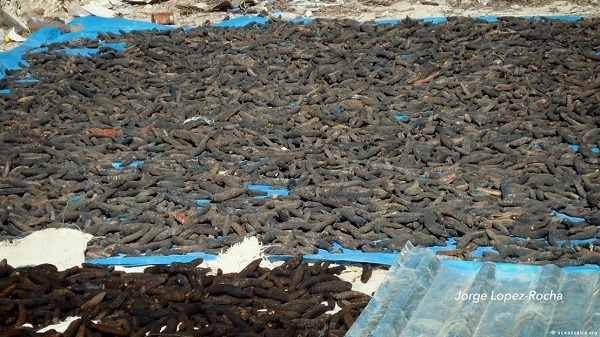 Teripang atau Timun Laut
