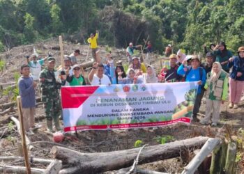 Jagung Jadi Potensi Pertanian Jangka Pendek Masyarakat Batu Timbau Ulu