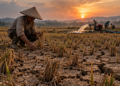 El Nino Tekan Pertanian Kaltim, Ribuan Hektare Lahan Terdampak Kekeringan