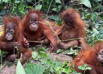 Lima Bayi Orangutan Ditemukan di India, Dugaan Perdagangan Satwa Liar Diselidiki